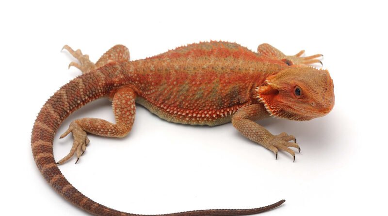 How to Choose the Right Reptiles for Sale - The Tech Informer News