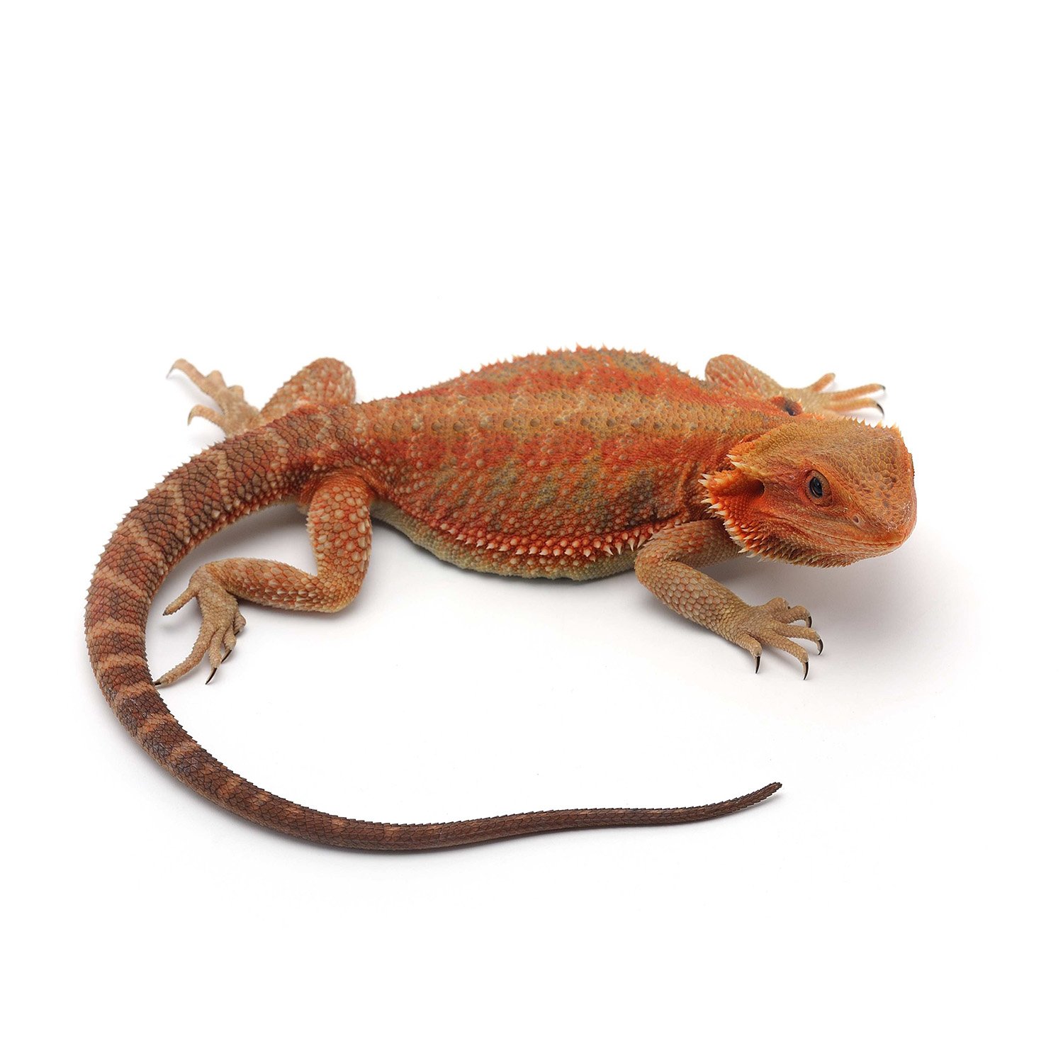 How to Choose the Right Reptiles for Sale