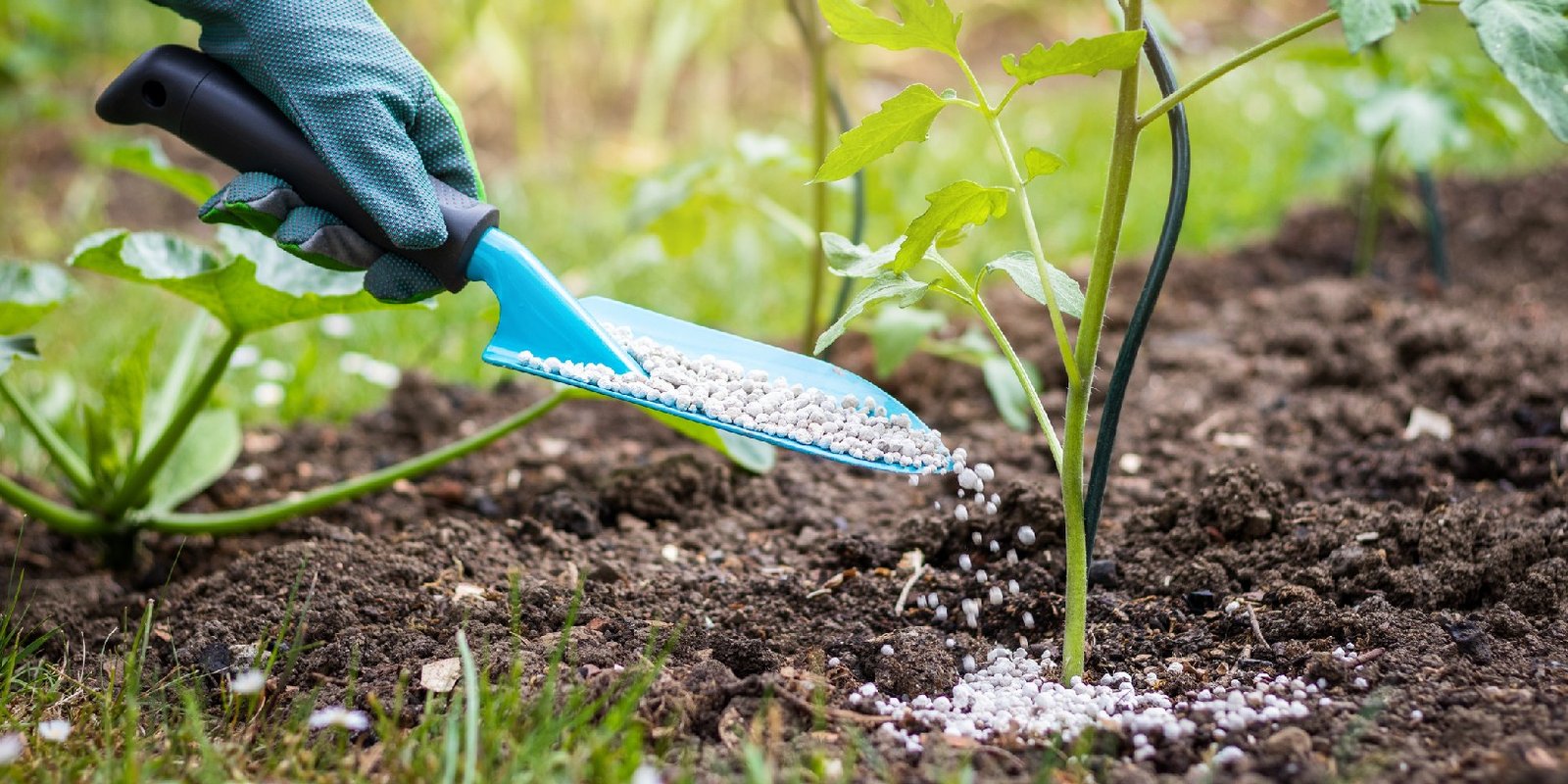 Essential Tips for Properly Watering Your Garden